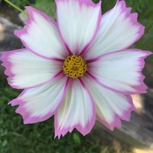 Meet your Posher, Terrylynn